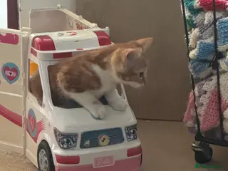 Mixed Breed cats Lovely kittens ready NOW!! - Advert 6