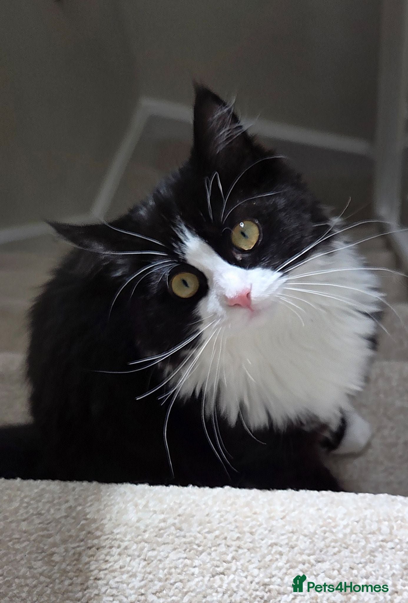 Turkish Angora cats Affectionate 6mo Female Ragdoll x Turkish Angora - Advert 13
