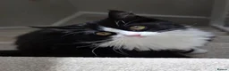 Turkish Angora cats for sale: Affectionate 6mo Female Ragdoll x Turkish Angora in Worthing - Advert 1