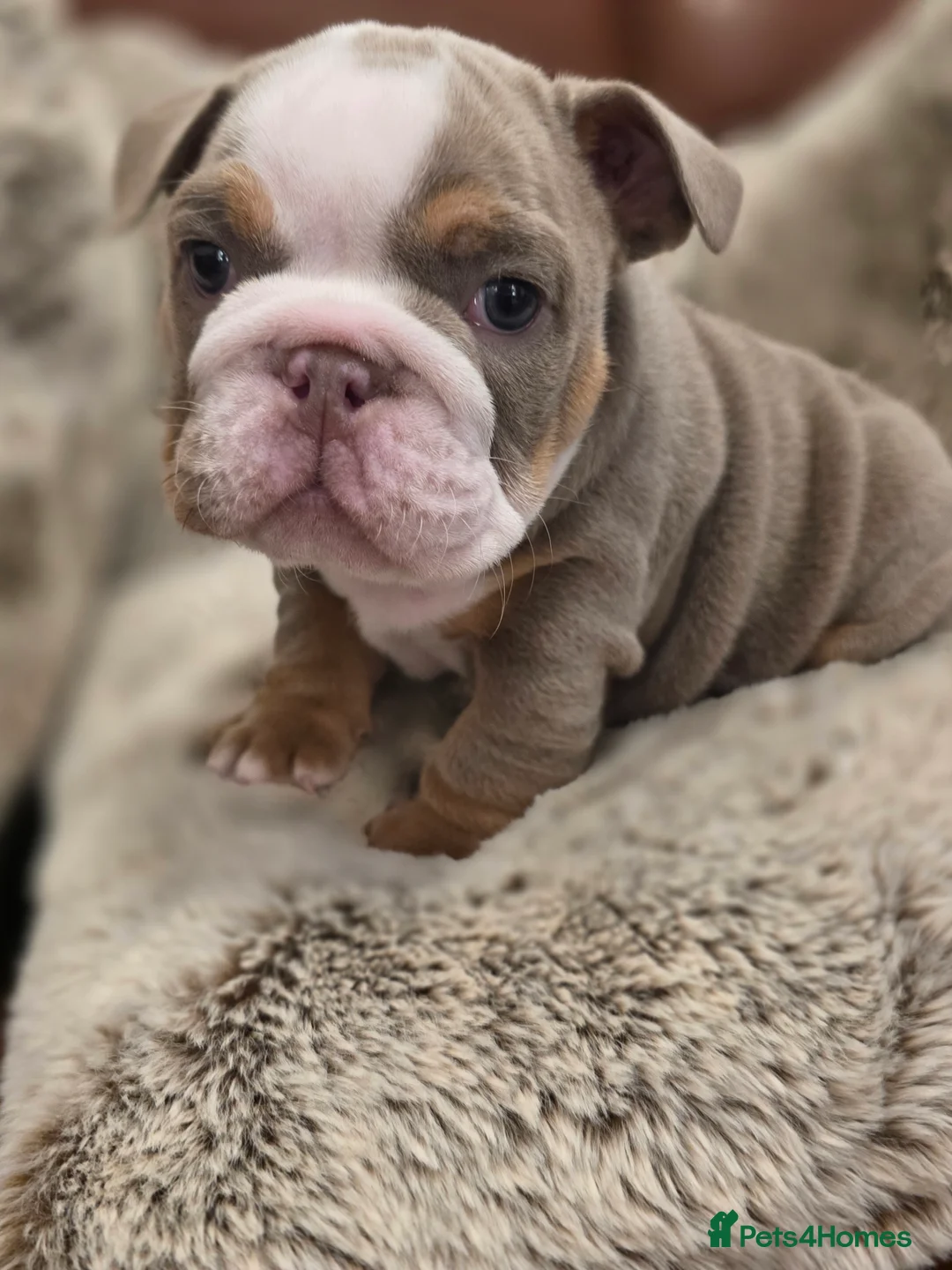 English Bulldog dogs for sale: 3 beautiful tri colour female bull dogs in Bishop Auckland - Advert 10