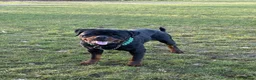 Rottweiler dogs for stud: Black Trovants Champion bloodline Rottweiler stud - Advert 9