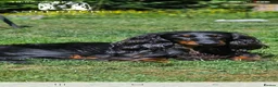 Miniature Dachshund dogs for stud: Miniature Dachshund  - Advert 10