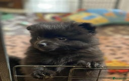 Pomeranian dogs for sale: Perfect poms - Image 4