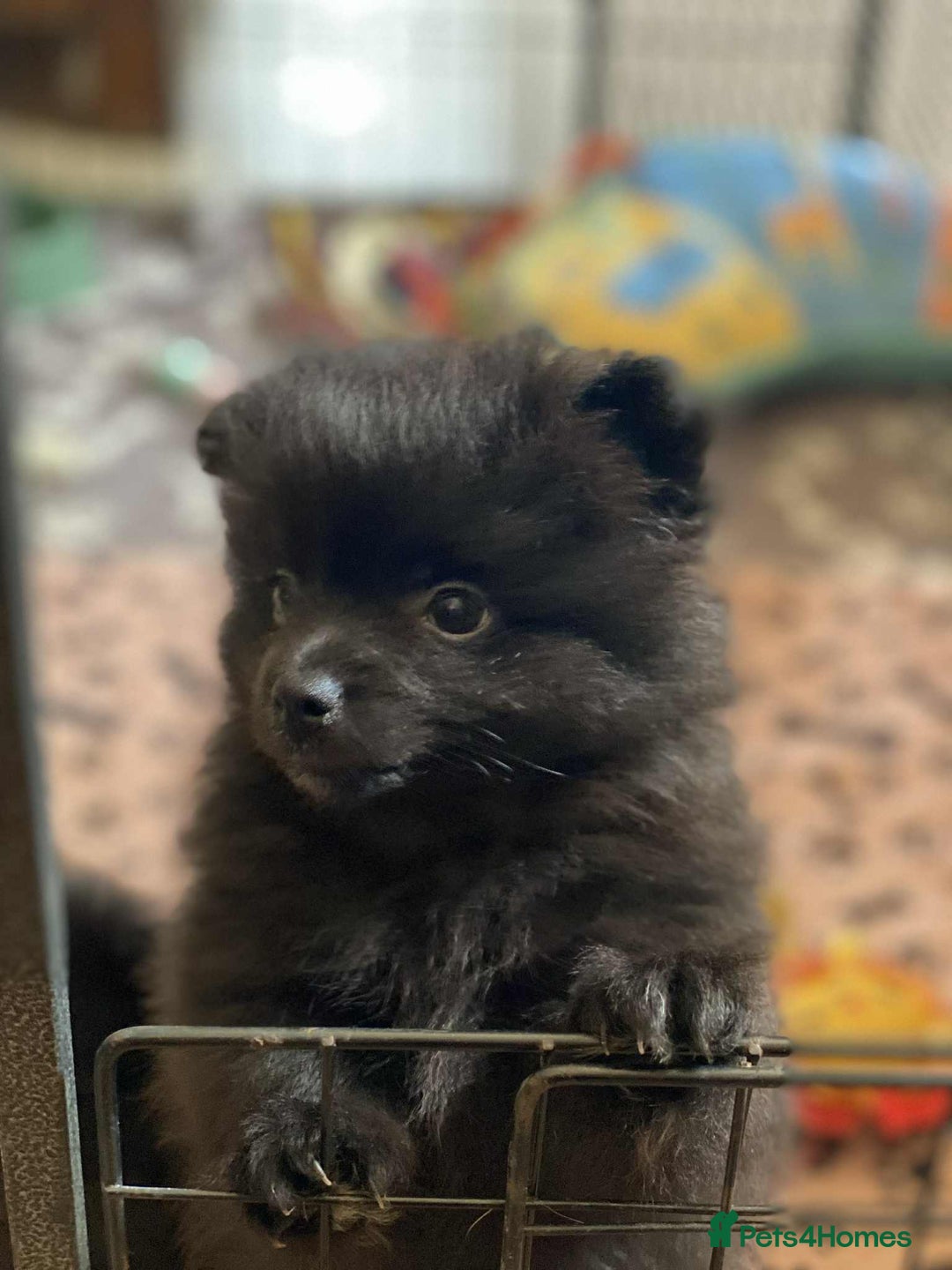 Pomeranian dogs for sale: Perfect poms - Image 4