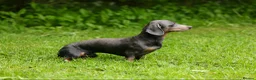 Dachshund dogs for stud: BILLY 🐶 STUD Available ( PROVEN ) - Advert 5