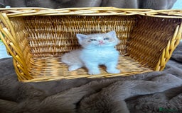 British Shorthair cats for sale: Tica reg 🌈 10colours British shorthair kittens  - Image 13