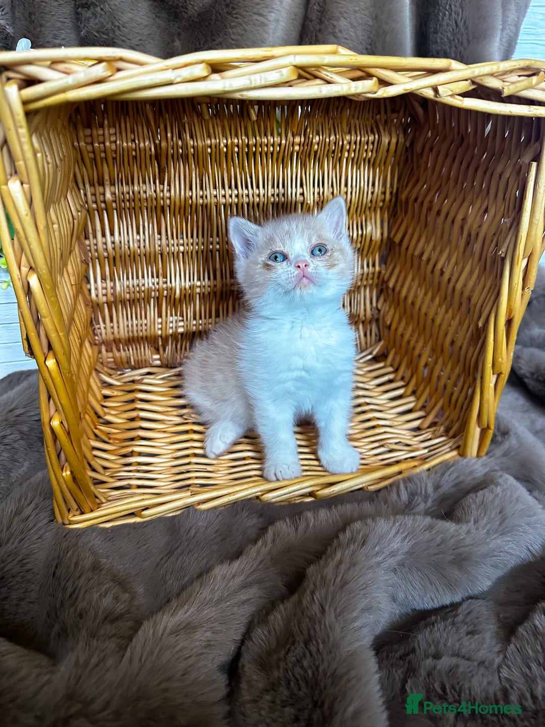 British Shorthair cats for sale: Tica reg 🌈 10colours British shorthair kittens  - Image 13