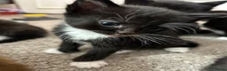 Mixed Breed cats for sale: Mixed Bengals  - Advert 10