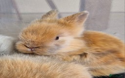 Lionhead rabbits for sale: Beautiful double maned lionheads  - Image 2