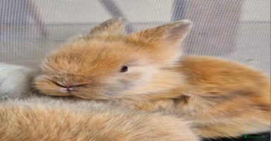 Lionhead rabbits - Advert 1