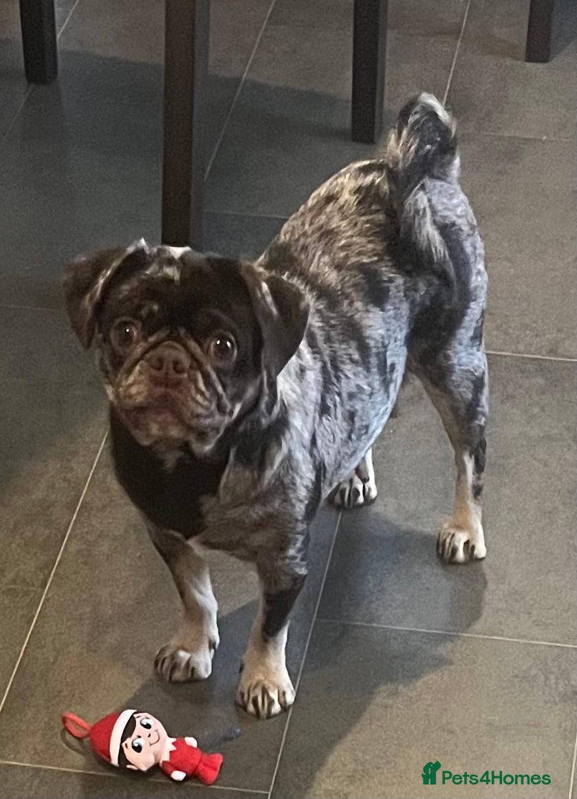 Pug dogs Beautiful Chocolate Merle female  - Advert 2