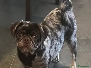 Pug dogs Beautiful Chocolate Merle female - Advert 2