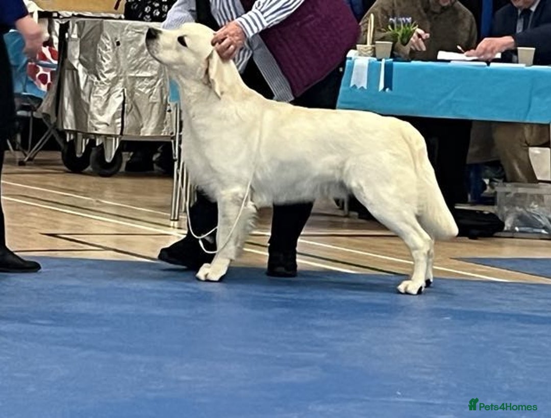 Golden Retriever dogs for stud: At Stud to Approved Bitches - Image 8
