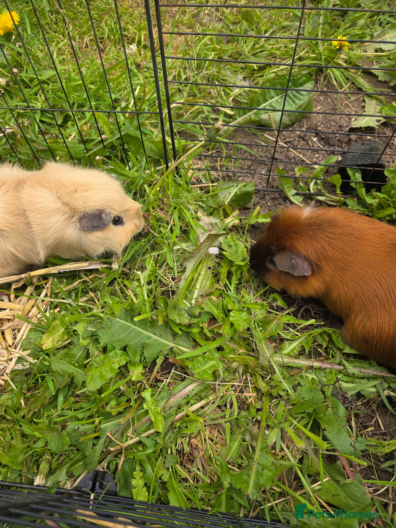 Guinea Pig rodents Pair of bonded boar guinea pigs - Advert 15