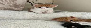 Mixed Breed Kitten 2