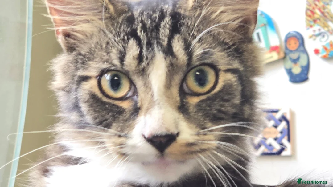 Mixed Breed cats for sale: Two boys needing a home  - Advert 2