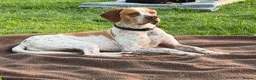 Mixed Breed dogs for adoption: Oscar: A Gentle Young Boy with the Wagging Tail ❤️ in Maidstone - Advert 1