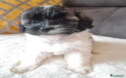 Shihpoo dogs for sale: Adorable little Shihpoo's, sold fully vaccinated - Image 9
