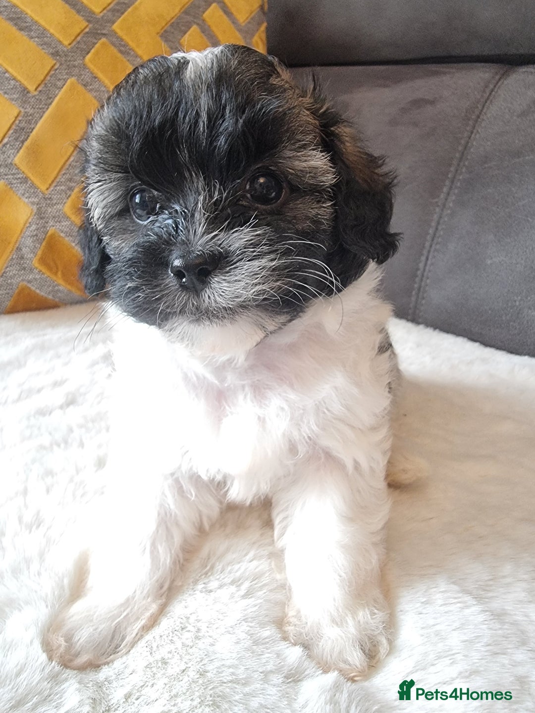 Shihpoo dogs for sale: Adorable little Shihpoo's, sold fully vaccinated - Image 9