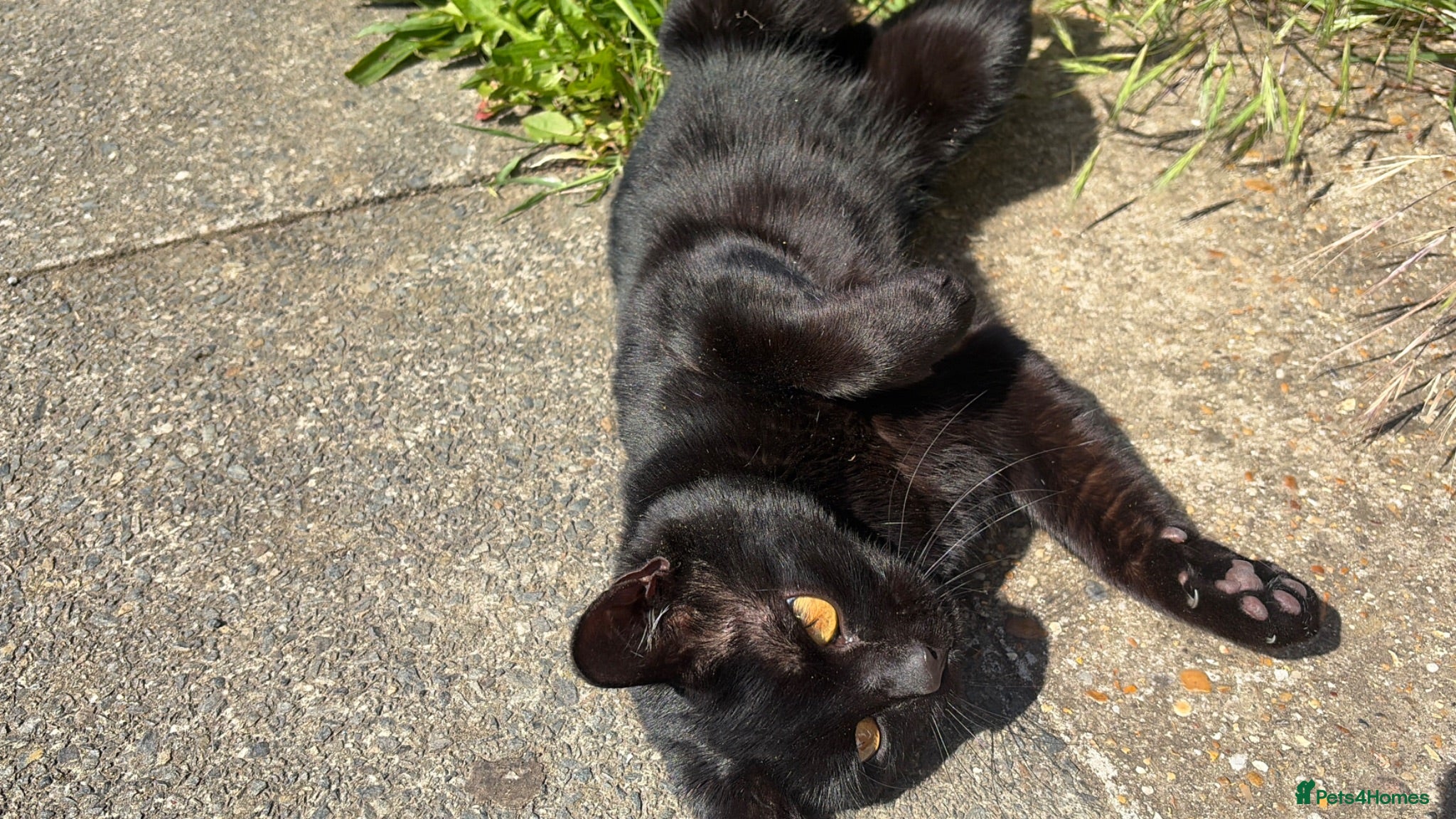 British Shorthair cats Little boy sadly up for re home FREE - Advert 1