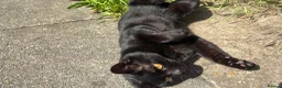 British Shorthair cats for sale: Little boy sadly up for re home FREE - Advert 1