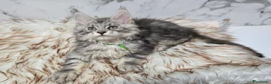 Maine Coon Kitten 1