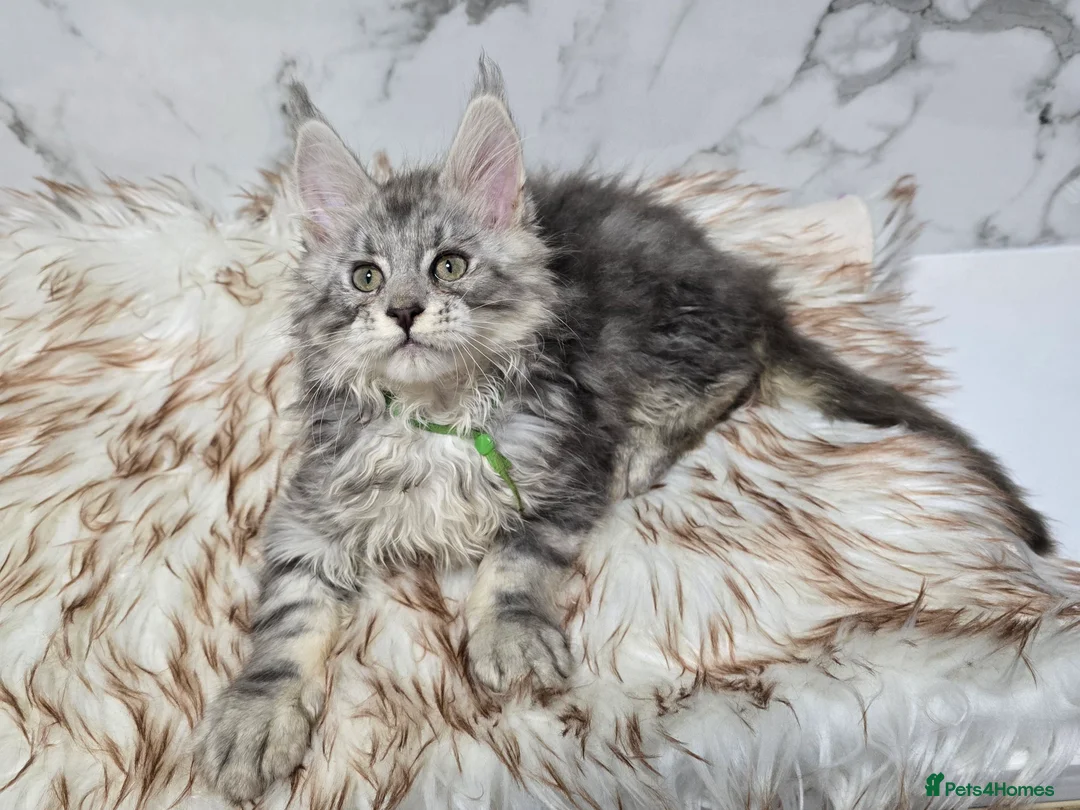 Maine Coon cats for sale: 4x Kittens MaineCoon Tica Registred  - Advert 17