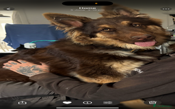 German Shepherd dogs for sale: 1 year old German shepherd needing home - Image 2
