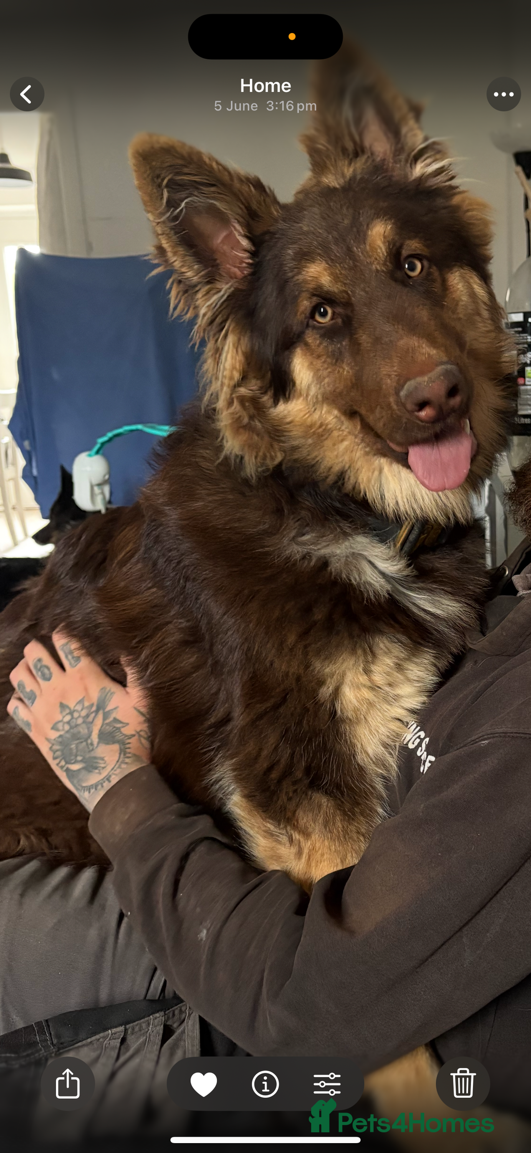 German Shepherd dogs for sale: 1 year old German shepherd needing home - Image 2