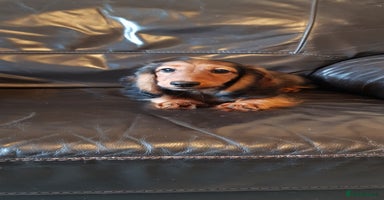 Miniature Dachshund dogs - Advert 15
