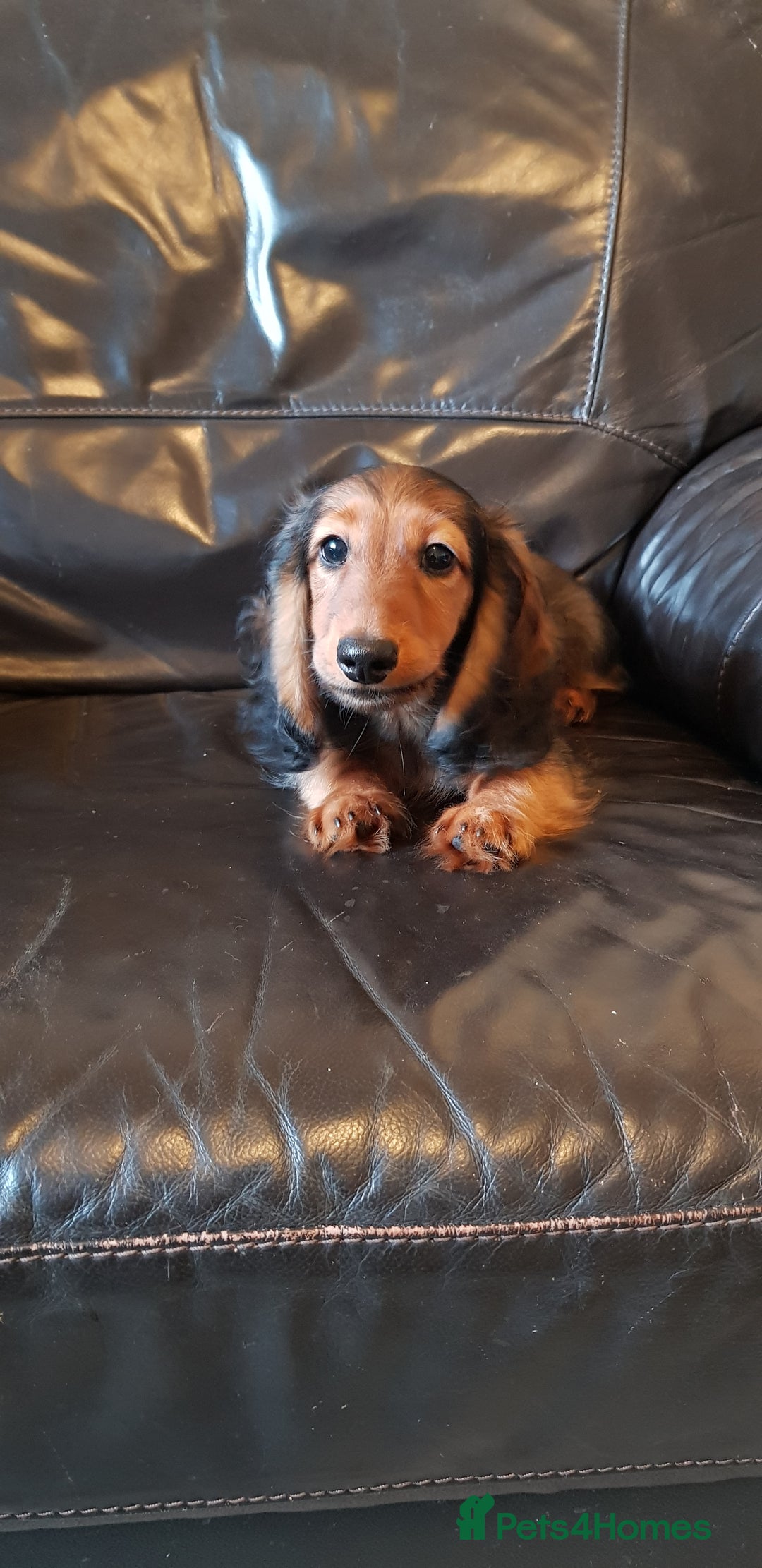 Miniature Dachshund dogs for sale: Miniature longhaired Dashchounds  - Image 2