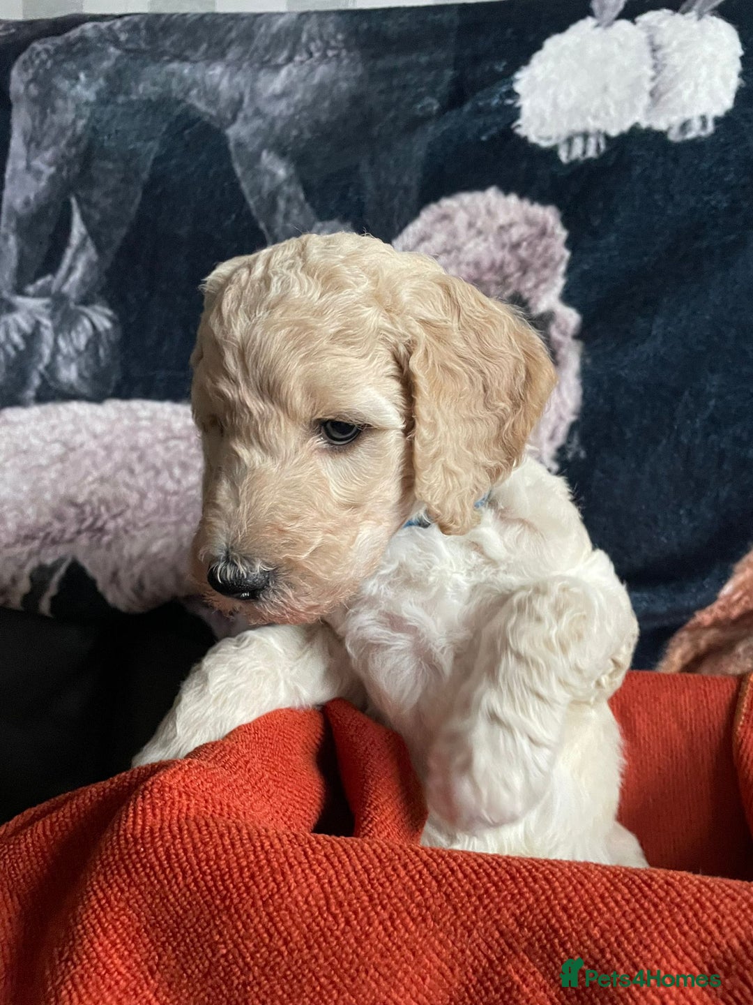 Standard Poodle dogs for sale: Beautiful standard poodle puppies - Advert 5