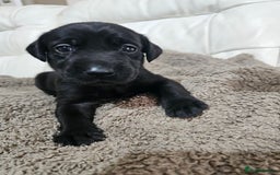 Labrador Retriever dogs for sale: KC registered outstanding labdrador puppies  - Image 34