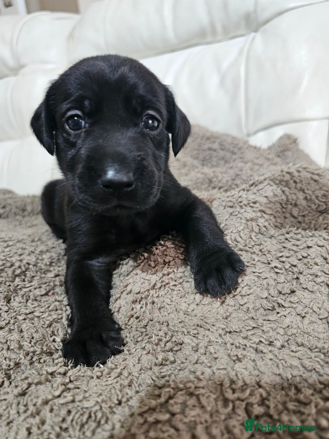 Labrador Retriever dogs for sale: KC registered outstanding labdrador puppies  - Image 34