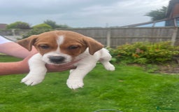 Jack Russell dogs for sale: Gorgeous Jack Russel Puppies  - Image 4