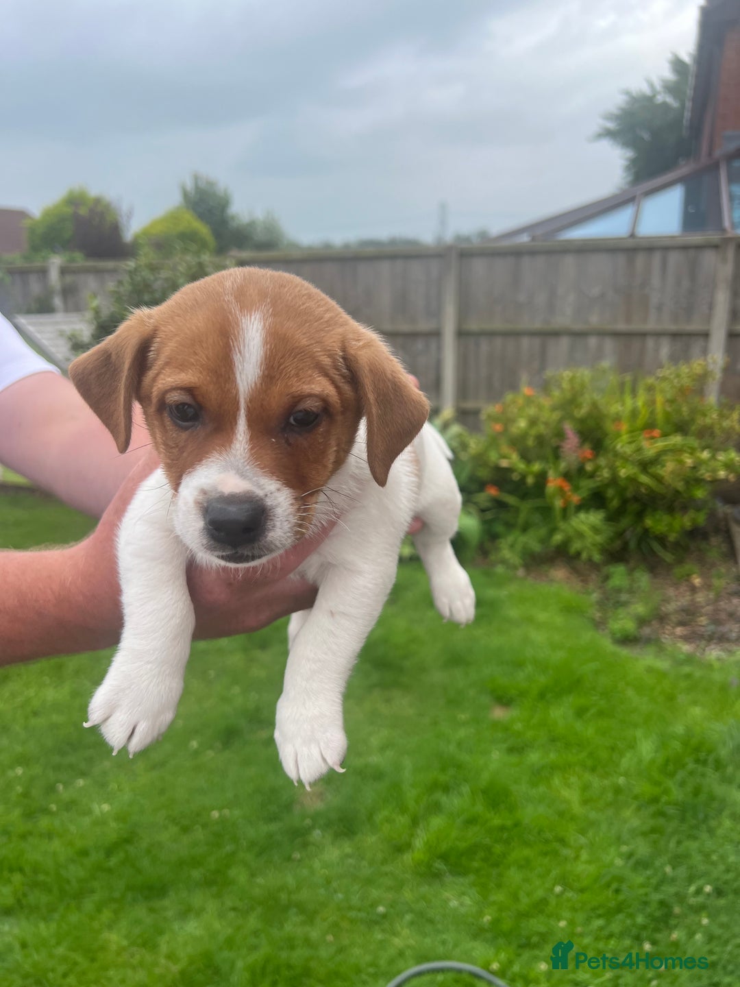Jack Russell dogs for sale: Gorgeous Jack Russel Puppies  - Image 4
