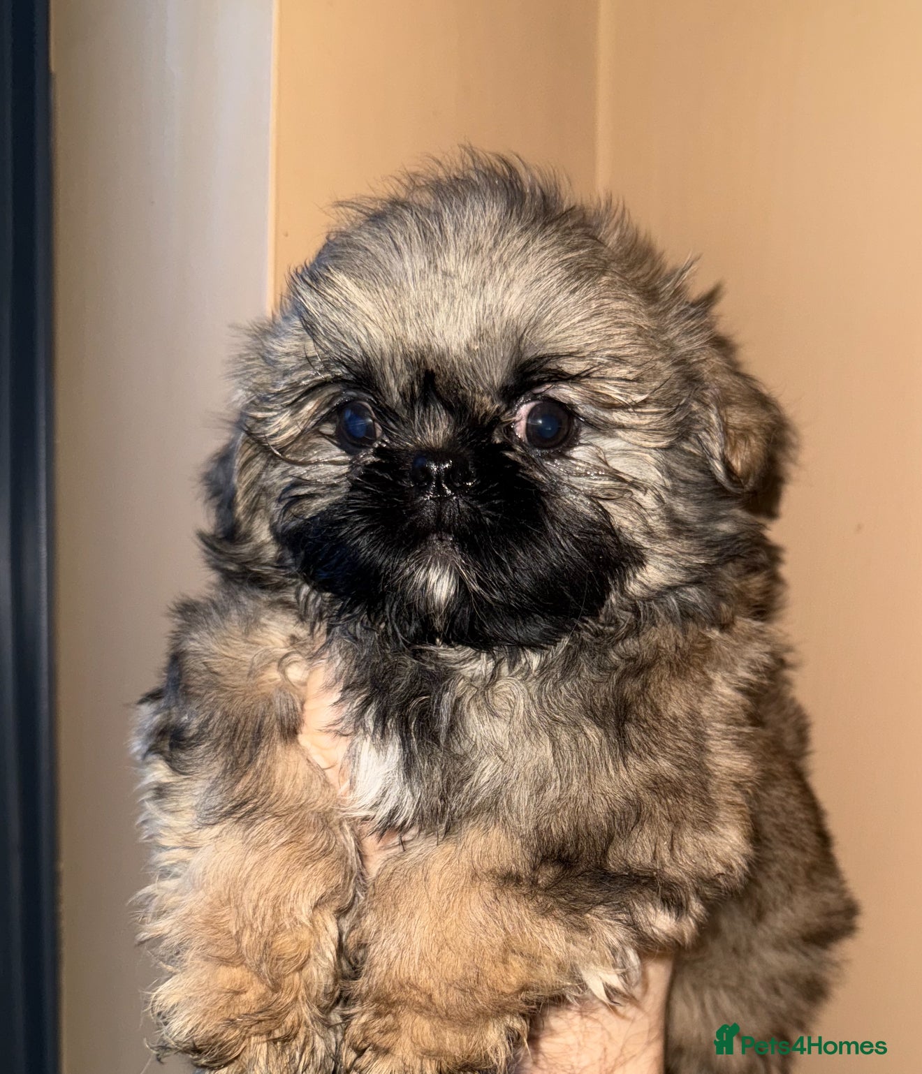 Shih Tzu dogs 🩷 Stunning Tiny KC Shih Tzu Puppies 💙 - Advert 6