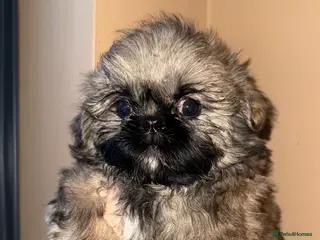 Shih Tzu dogs 🩷 Stunning Tiny KC Shih Tzu Puppies 💙 - Advert 3