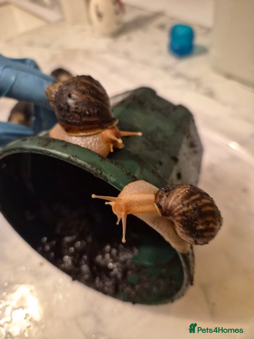 Snails invertebrates for sale: Giant African Land Snails  - Image 3