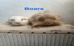 Guinea Pig rodents for sale: Lots of Guinea Pigs Always available!  - Image 3