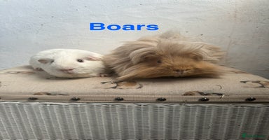 Guinea Pig rodents - Advert 7