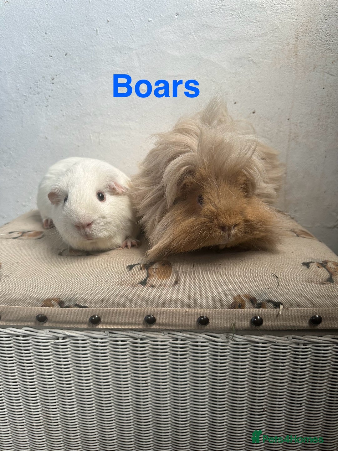 Guinea Pig rodents for sale: Lots of Guinea Pigs Always available!  - Image 3