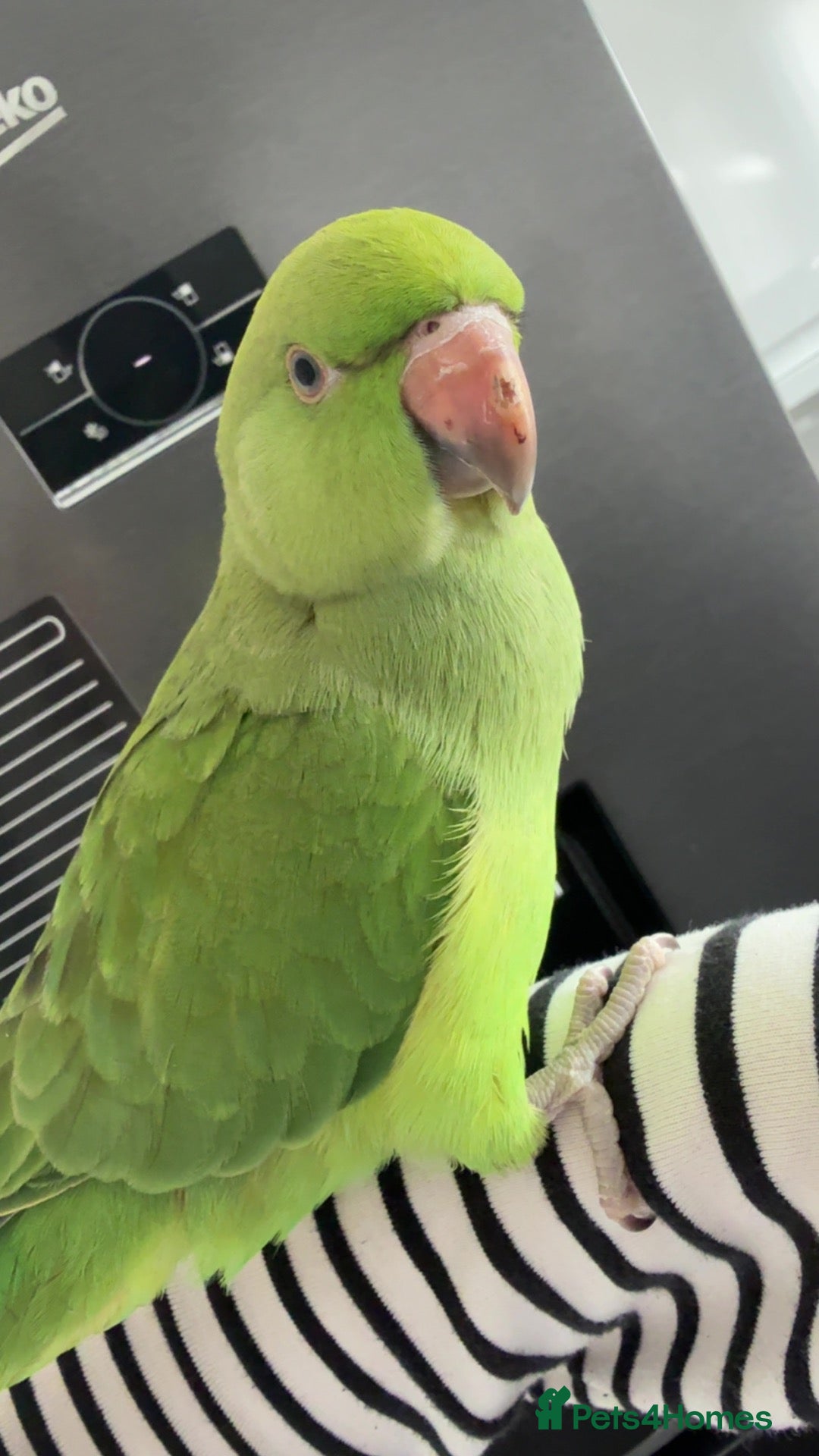 Ringnecks birds for sale: Young Indian ringneck (M) - Advert 21
