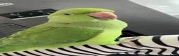 Ringnecks birds for sale: Young Indian ringneck (M) in Sleaford - Advert 1