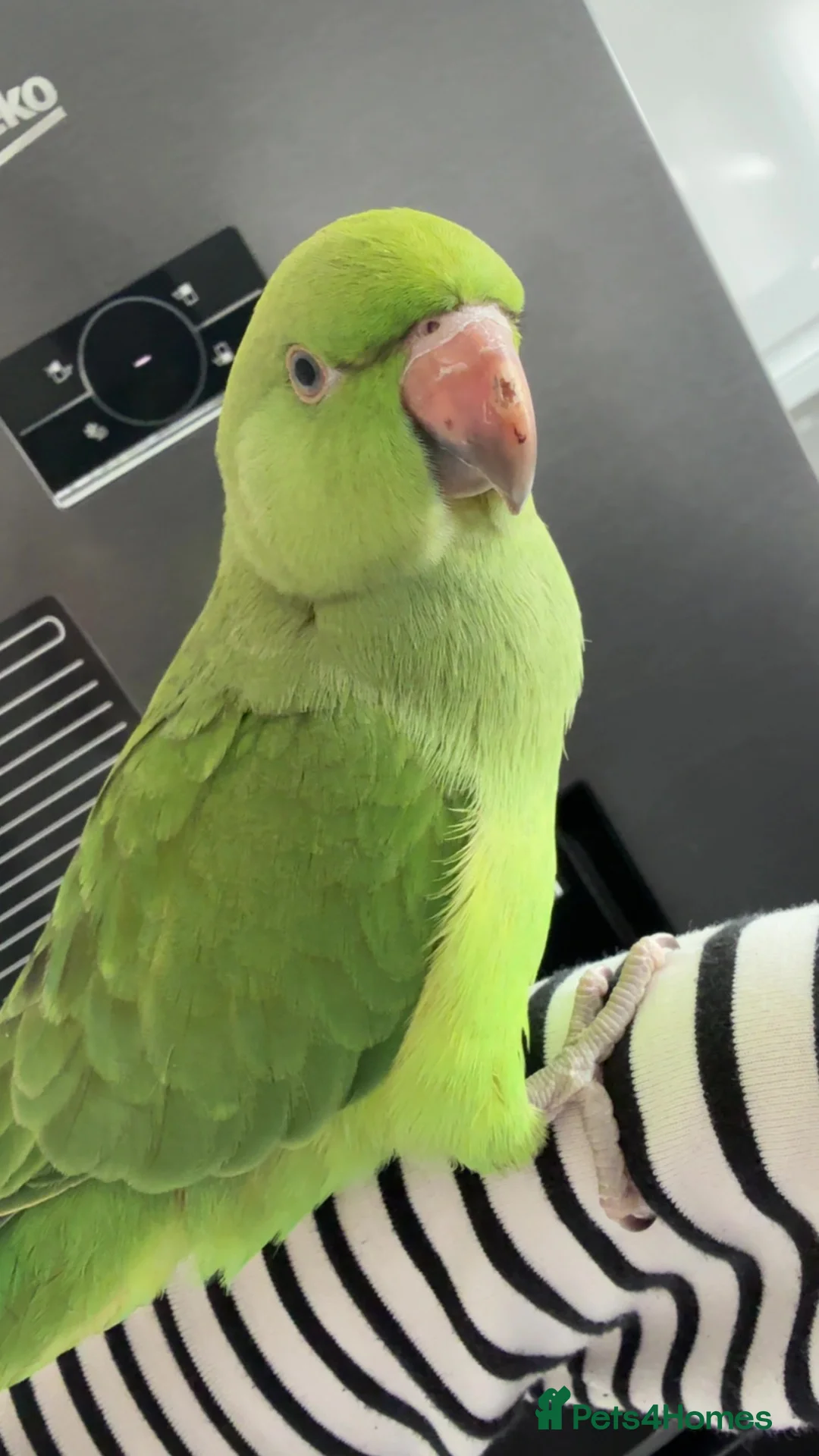Ringnecks birds for sale: Young Indian ringneck (M) in Sleaford - Advert 1