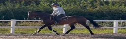 Irish Sports horses for sale: Seriously Talented Prospect  - Advert 4