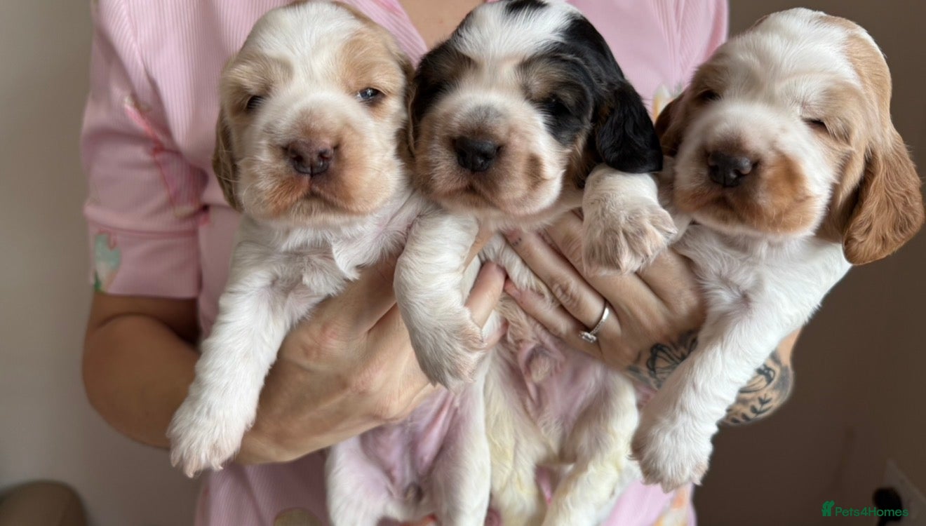 Cocker Spaniel dogs 🐶🐾KC show-type cocker spaniel puppies 🐶🐾 - Advert 17