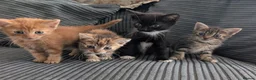 Mixed Breed cats for sale: Kitten  - Advert 10