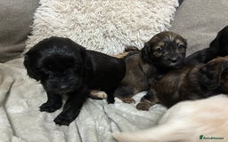 Mixed Breed dogs for sale: Adorable Cockerchons Fluffy, Low-Shed Wonders! - Image 37