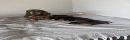 Cocker Spaniel dogs for sale: Stunning Show Cocker Spaniels  - Advert 15